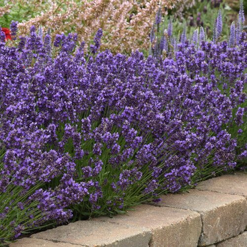 Lavandula angustifolia 'SuperBlue'
